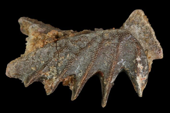 Cretaceous Lungfish (Ceratodus) Tooth Plate - Morocco #115283